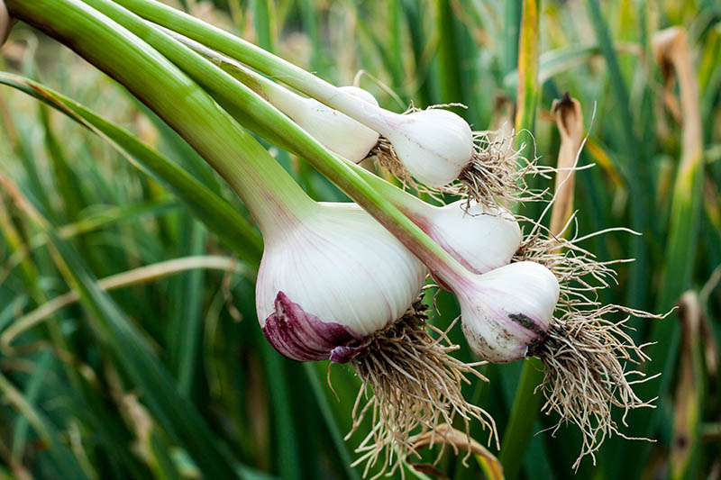 سیر صادراتی درجه یک